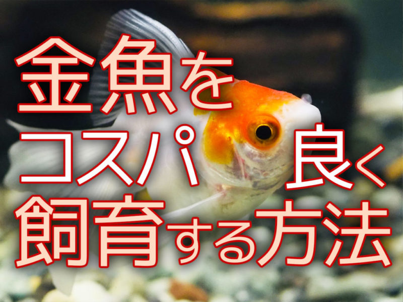 コスパ良く金魚を飼育する方法5選！コスパの工夫と金魚の楽しみ方