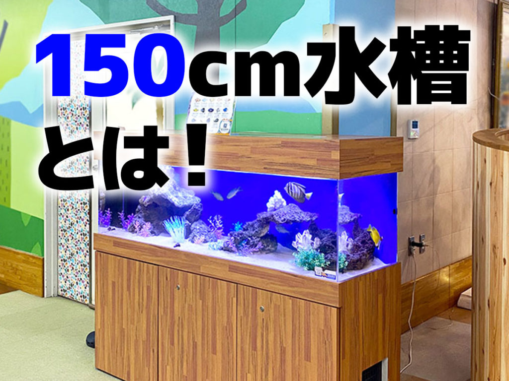 150cm水槽とは！素材や重量、購入方法から設備、レイアウト！｜東京