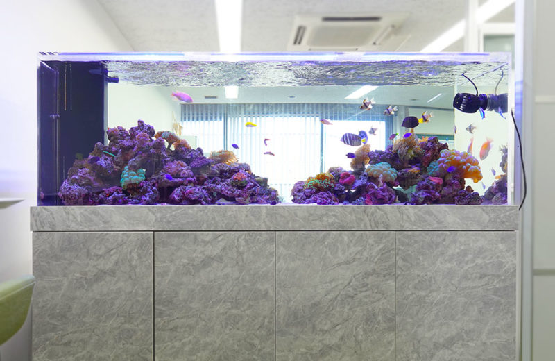 オフィスに180cm大型サンゴ水槽をリース！2年半後の様子 水槽画像２