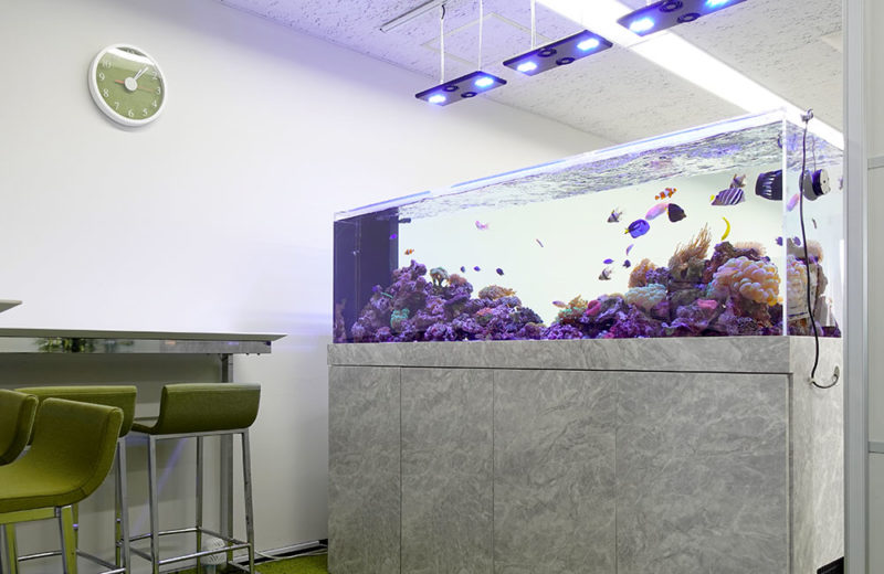 オフィスに180cm大型サンゴ水槽をリース！2年半後の様子 水槽画像１