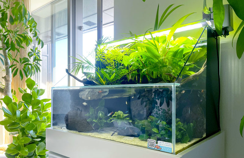 植物と熱帯魚を楽しめる！アクアテラリウム水槽のレンタル事例 水槽画像その１