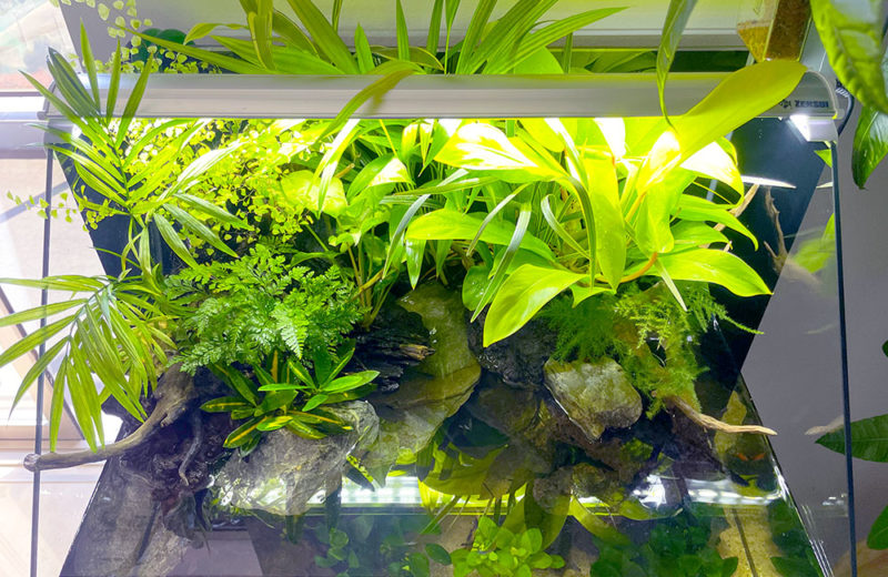 植物と熱帯魚を楽しめる！アクアテラリウム水槽のレンタル事例 水槽画像３