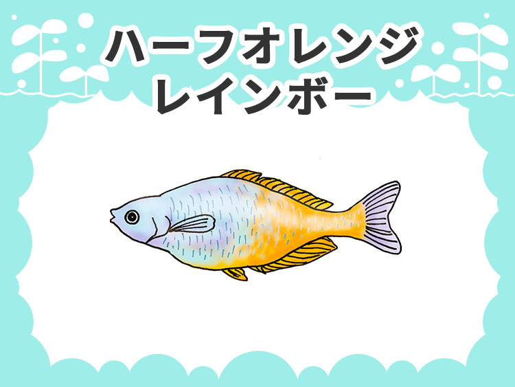 ハーフオレンジレインボーのお魚図鑑