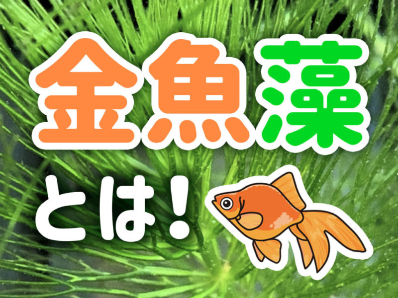金魚藻とは！水草の種類と特徴、金魚・メダカ・エビとの相性を解説！