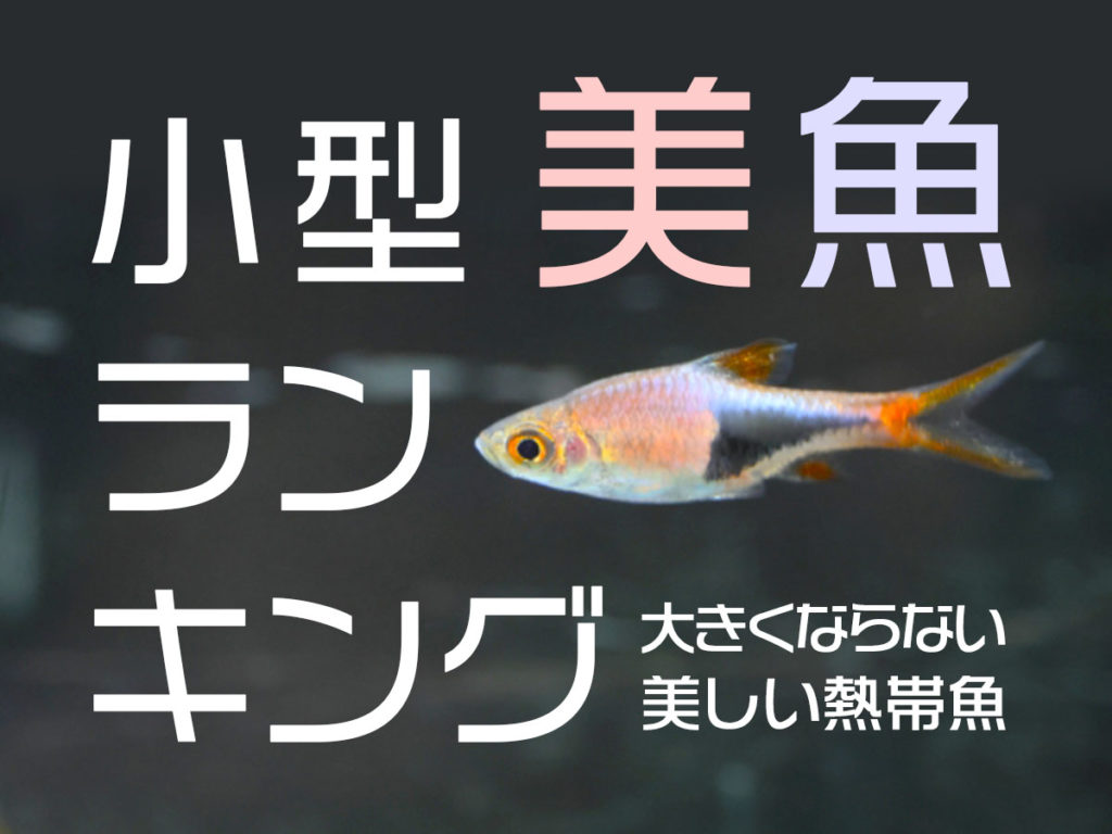 小型美魚ランキング12選！大きくならない・美しい小型熱帯魚をご紹介のサムネイル画像