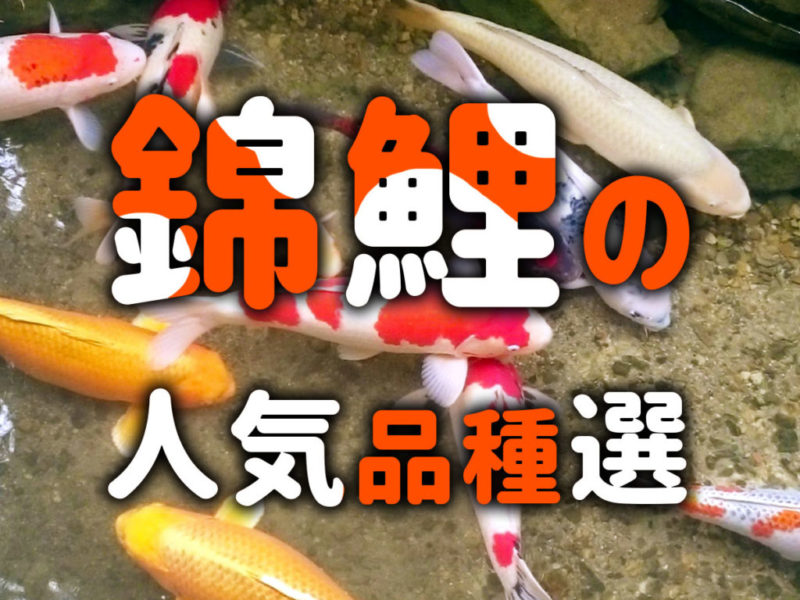 錦鯉の人気品種10選！海外と日本、錦鯉の人気傾向の違いも解説！