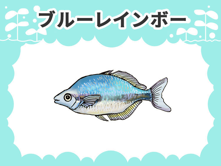 お魚図鑑 ブルーレインボー メインイメージ