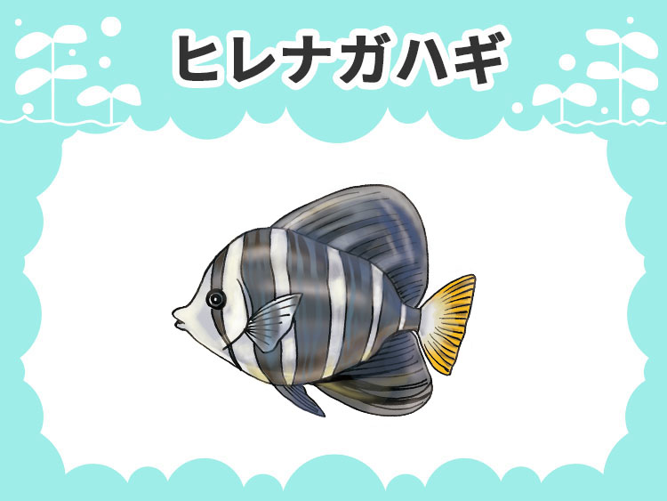 お魚図鑑 ヒレナガハギ メインイメージ