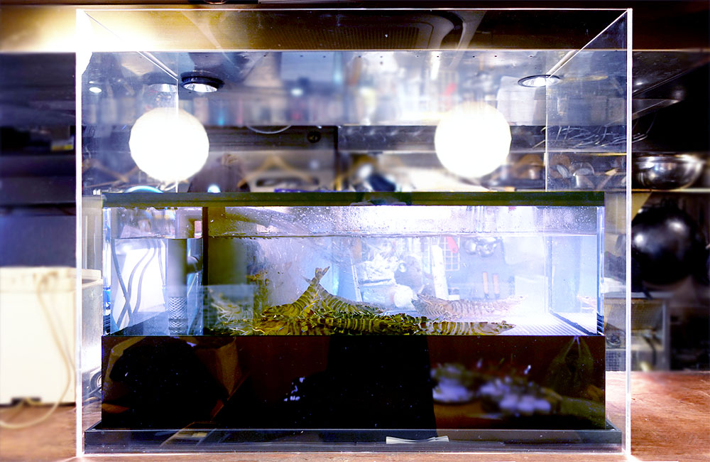 エビのいけすを特注制作！飲食店様の活魚水槽を交換しました！のサムネイル画像