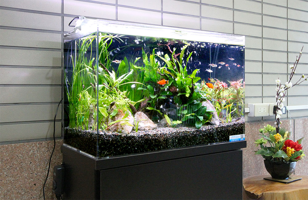 エントランスの熱帯魚水槽！60cm水槽は設置しやすいサイズですのサムネイル画像