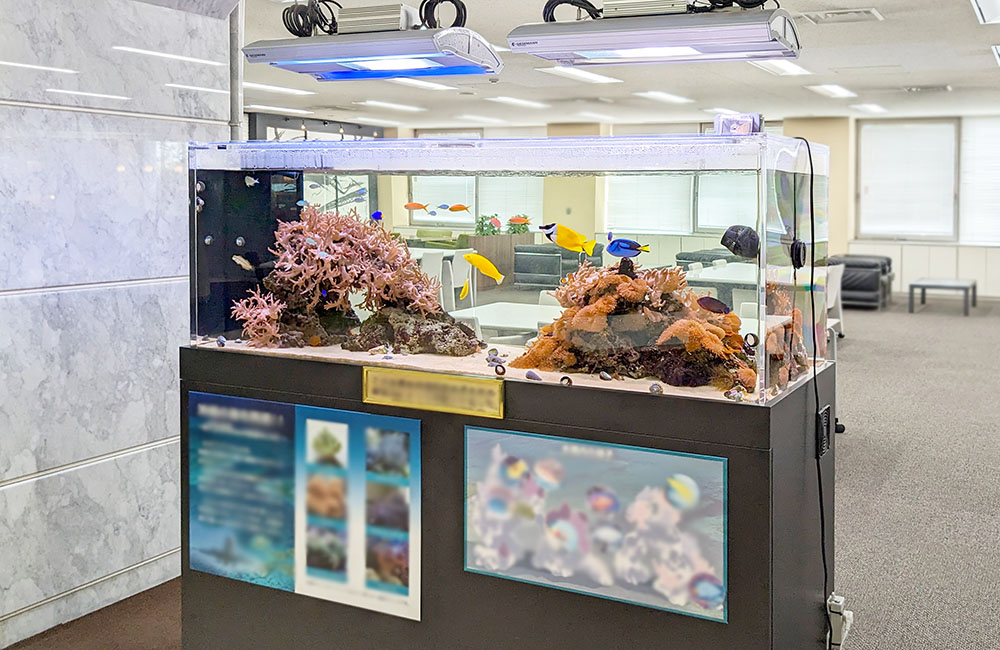 沖縄の海を再現したサンゴ水槽！オフィスのエントランス　その後 メイン画像