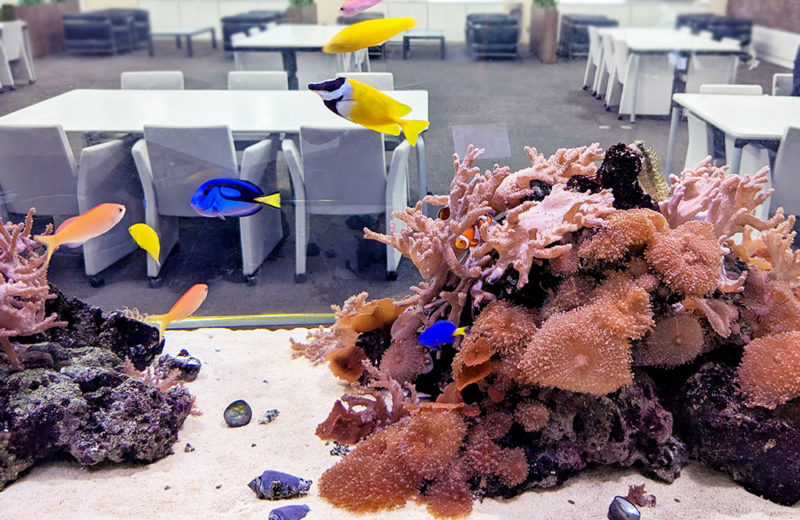 沖縄の海を再現したサンゴ水槽！オフィスのエントランス　その後 水槽画像３