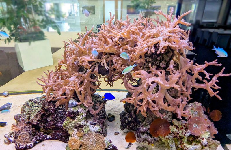 沖縄の海を再現したサンゴ水槽！オフィスのエントランス　その後 水槽画像４