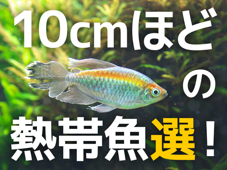 10cmほどの熱帯魚おすすめ10選！主役にもなる飼育しやすい魚種のサムネイル画像