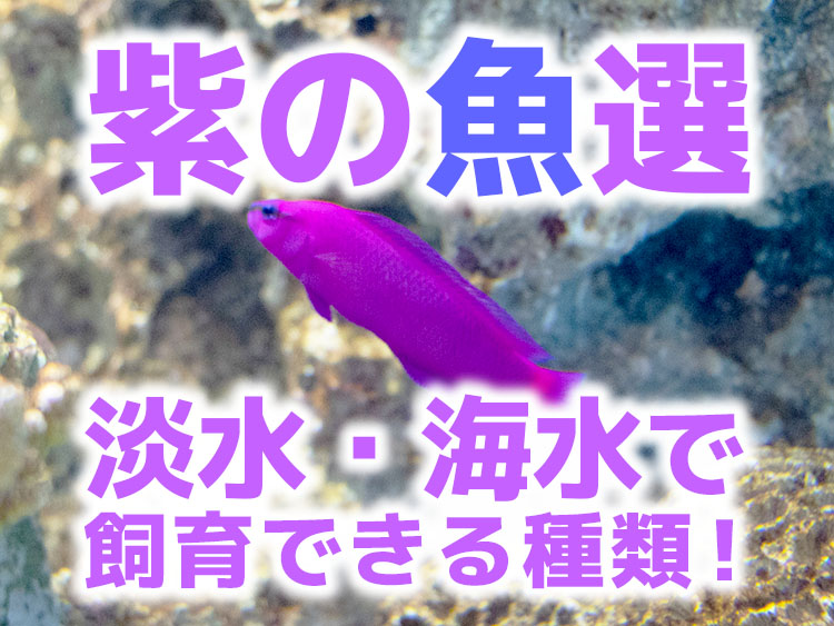紫の魚10選！飼育できる淡水・海水で鮮やかなパープルを持つ魚たちのサムネイル画像