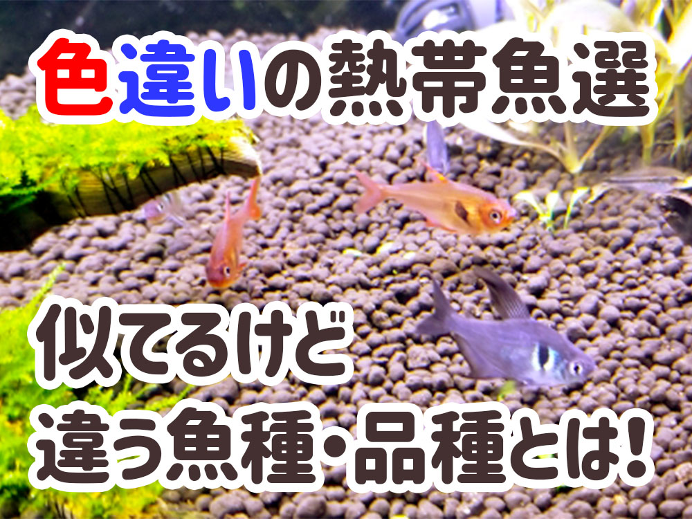 色違いの熱帯魚10選！シルエットが似てるけど違う魚種・品種を解説のサムネイル画像