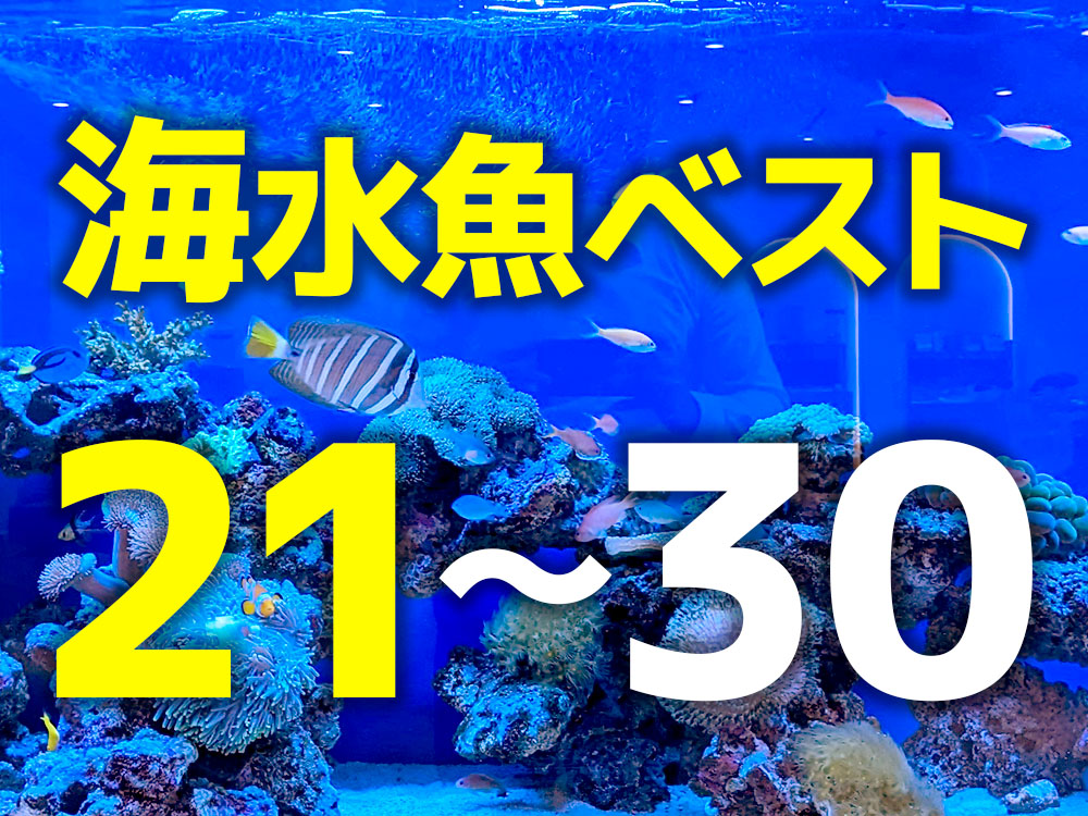 人気の海水魚ベスト21～30！美しく混泳しやすい海水魚の種類のサムネイル画像