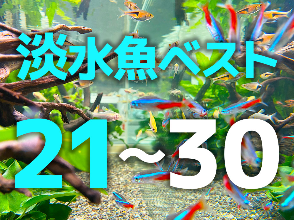 人気の熱帯魚ベスト21～30！値段が安く初心者から飼える淡水魚の種類のサムネイル画像