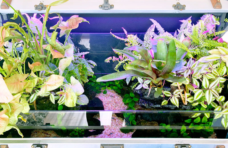 鮮やかな観葉植物と熱帯魚！おしゃれなアクアテラリウムをレンタル！ 水槽画像４