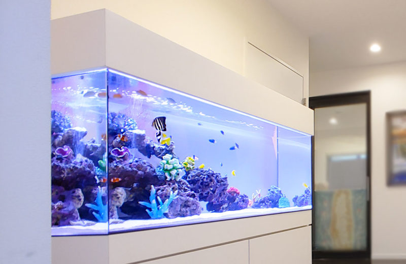 海の爽やかな世界を楽しめる！オフィスの120cm海水魚水槽！ 水槽画像３
