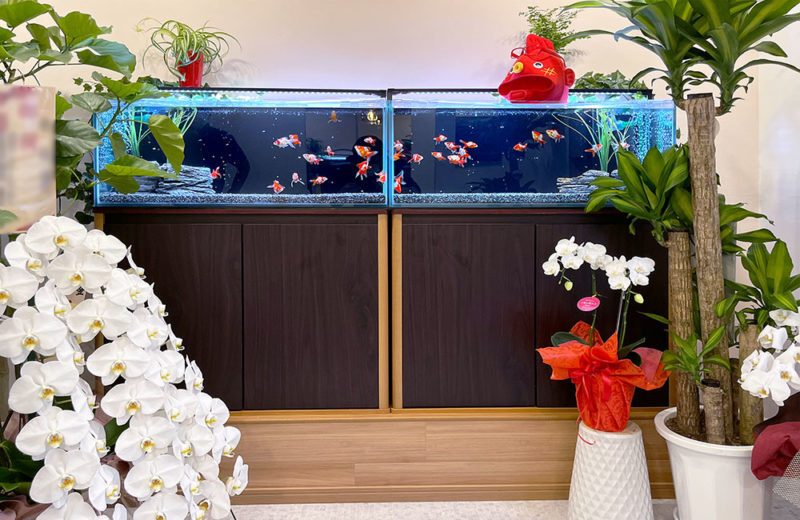 金魚をテーマにしたカフェにレンタル！琉金の90cm水槽2台！ 水槽画像２