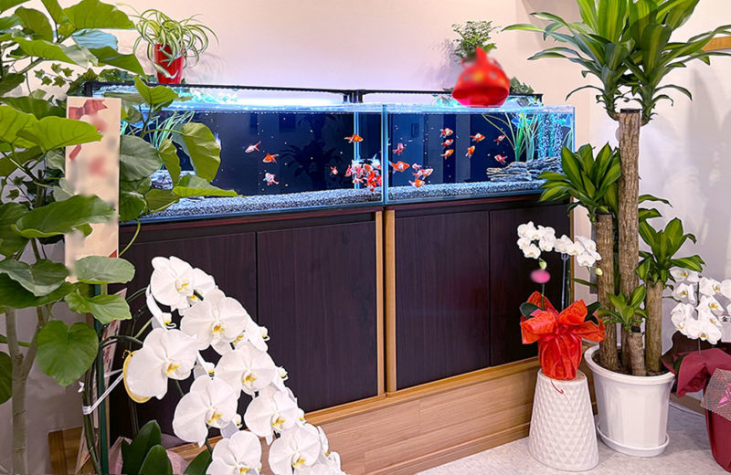 金魚をテーマにしたカフェにレンタル！琉金の90cm水槽2台！ 水槽画像３