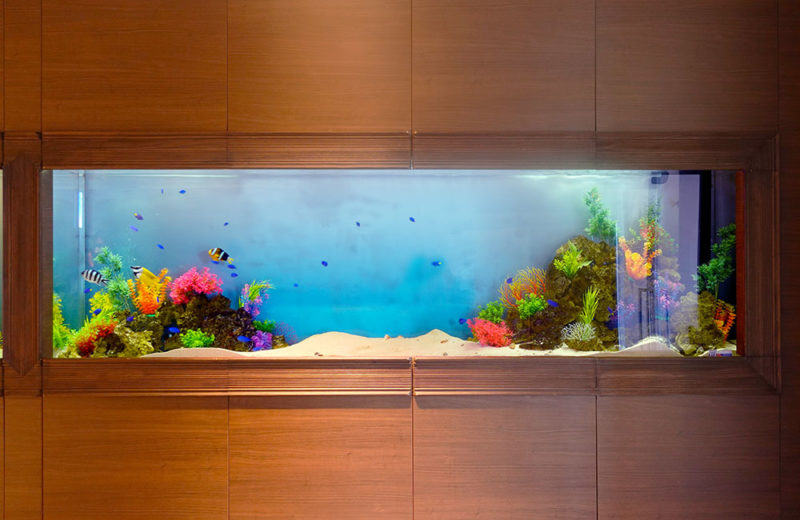 結婚式場の3ｍ水槽2台！美しい海水魚水槽が空間を演出します 水槽画像３