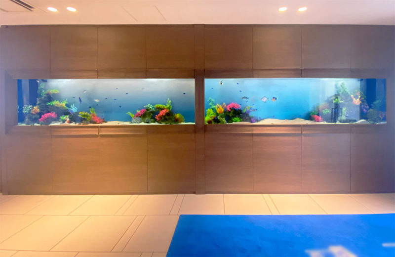 結婚式場の3ｍ水槽2台！美しい海水魚水槽が空間を演出します 水槽画像４