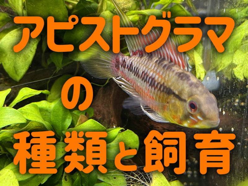 産卵床とは｜メダカ・金魚・熱帯魚に使える種類と特徴・おすすめ8選