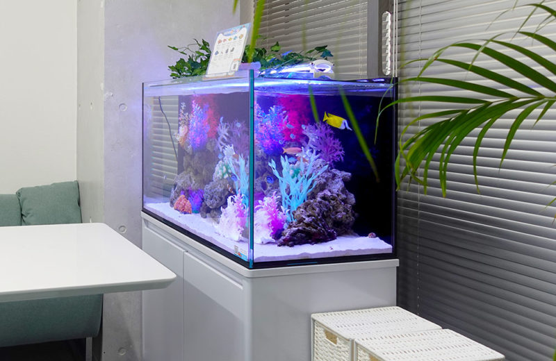 オフィスの海水魚水槽！90cmサイズでミーティングスペースを彩る！ 水槽画像３