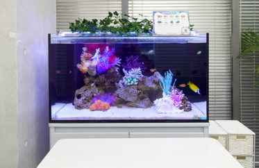 オフィスの海水魚水槽！90cmサイズでミーティングスペースを彩る！
