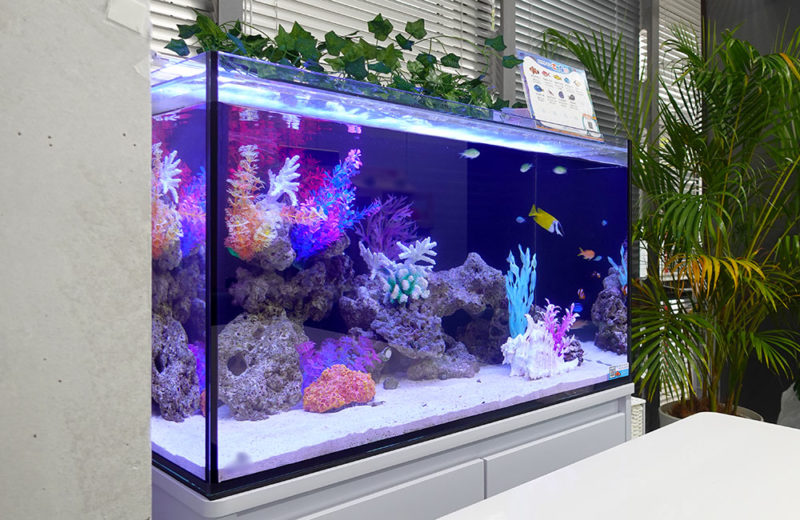 オフィスの海水魚水槽！90cmサイズでミーティングスペースを彩る！ 水槽画像４