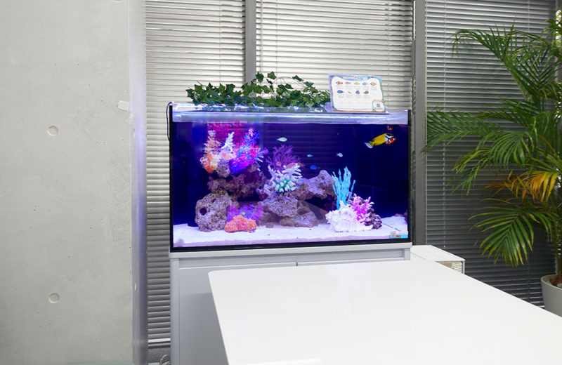 オフィスの海水魚水槽！90cmサイズでミーティングスペースを彩る！ 水槽画像５