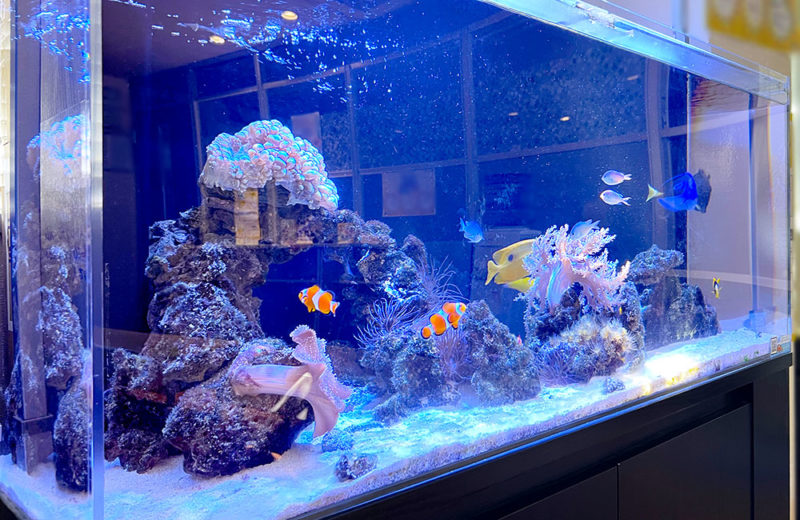 色鮮やかな海水魚とサンゴ！オフィスの120cm水槽！ 水槽画像１