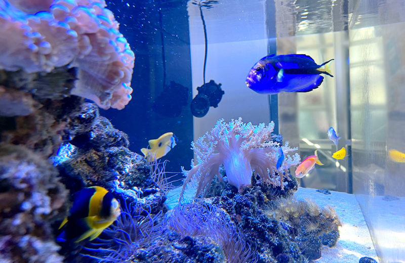 色鮮やかな海水魚とサンゴ！オフィスの120cm水槽！ 水槽画像４