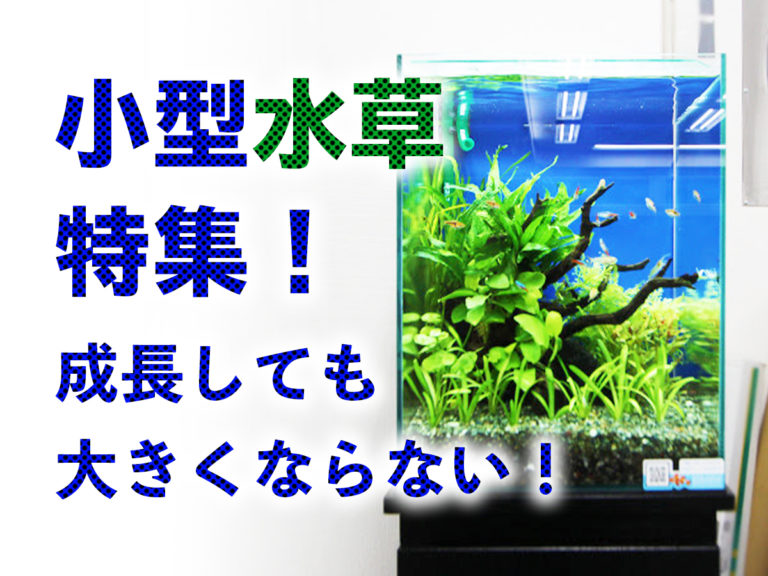 小型水草特集！成長しても大きくならない小型水槽に向いた水草をご紹介！のサムネイル画像