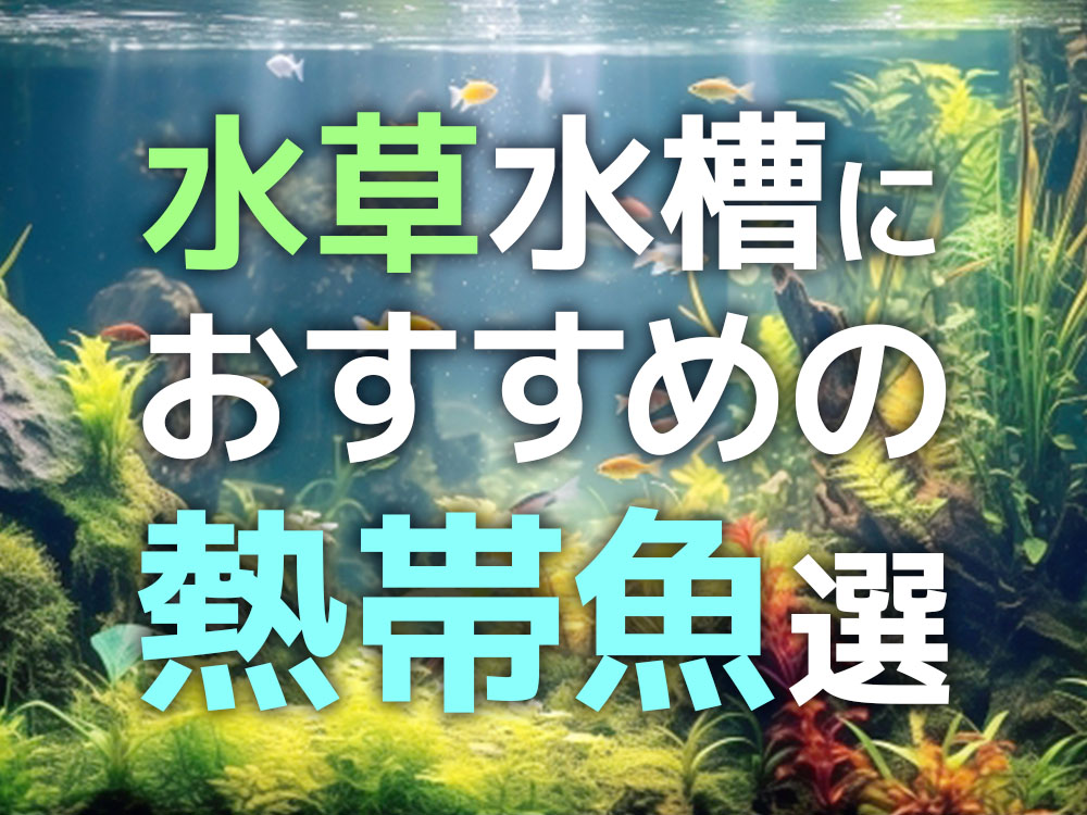 水草水槽におすすめの熱帯魚10選！混泳向きで水草に映える魚種のサムネイル画像