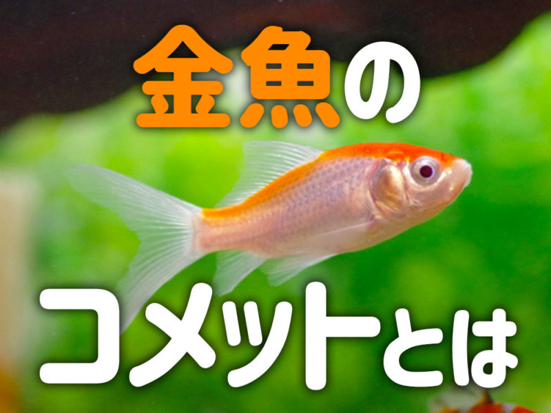 コメットとは！大きくなる金魚の特徴・寿命・飼育方法を解説