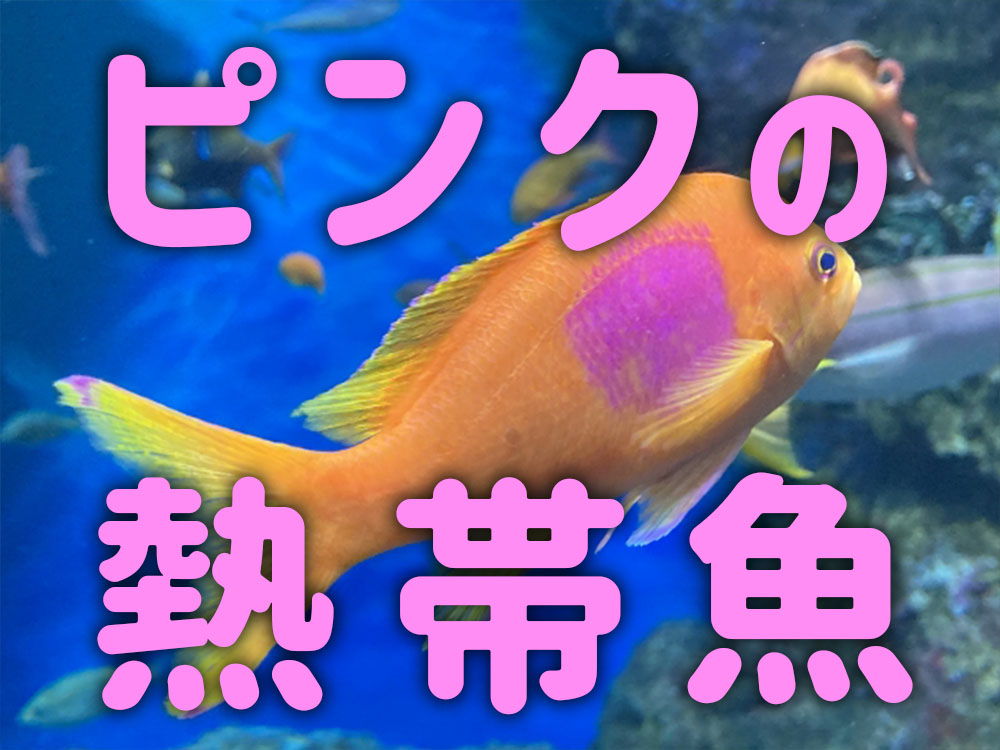 ピンクの魚10選！水槽を明るくする海水魚・淡水魚の種類を紹介のサムネイル画像