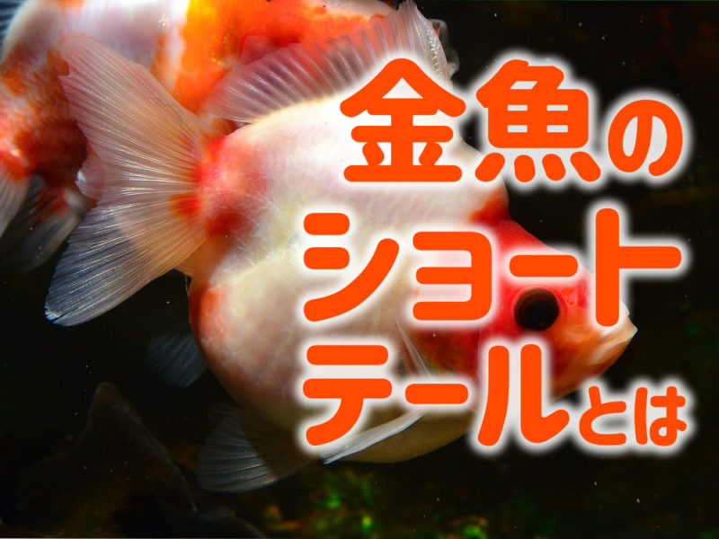 金魚のショートテールとは！琉金などの種類から、短尾の魅力と注意点