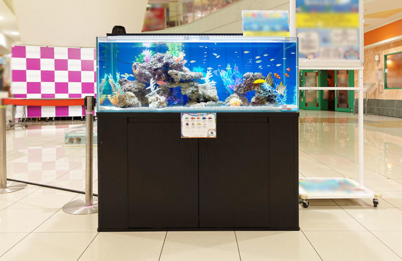 短期イベントの海水魚水槽！ショッピングモールで夏の移動水族館・その２ 水槽画像５