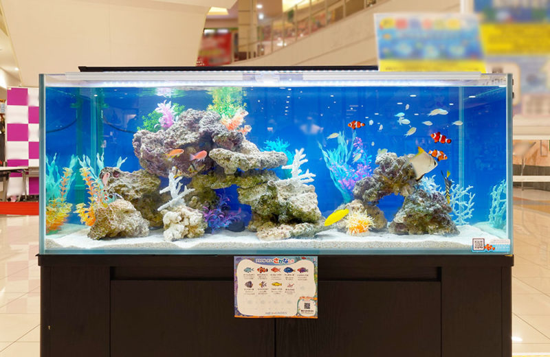 短期イベントの海水魚水槽！ショッピングモールで夏の移動水族館・その２ 水槽画像２