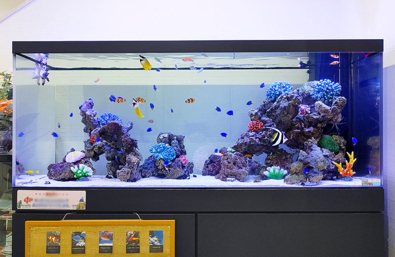 18種類の海水魚・生き物が泳ぐ！企業エントランスの150cmの大型水槽 水槽画像その１