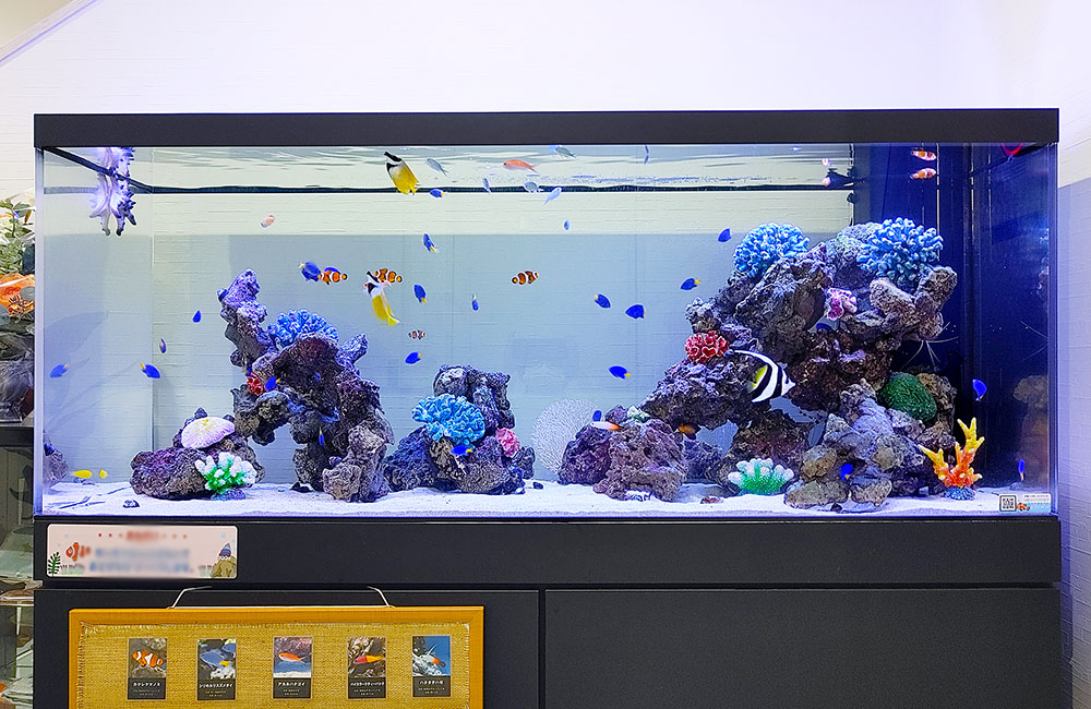 18種類の海水魚・生き物が泳ぐ！企業エントランスの150cmの大型水槽のサムネイル画像