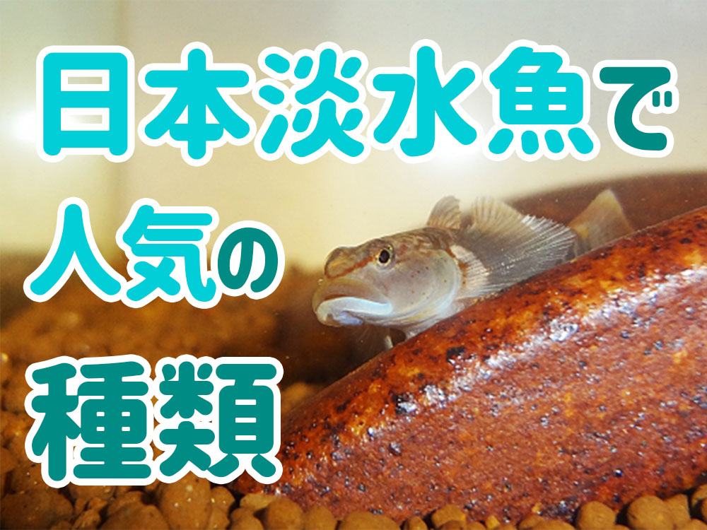 日本淡水魚の人気種20選！タナゴやメダカなど水槽飼育できる魚種を紹介のサムネイル画像