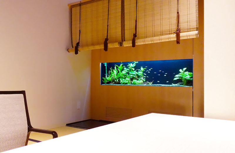 日本料理 魚月様の150cm埋め込み水槽の現在！その1 水槽画像その１