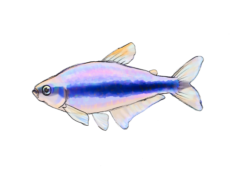 青いラインが入った小型カラシンのイラスト