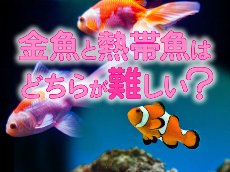 金魚と熱帯魚はどちらの飼育が難しい？それぞれのメリット・デメリットのサムネイル画像