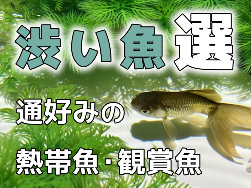 渋い魚10選！通好みの熱帯魚・観賞魚とそれぞれの魅力を解説！