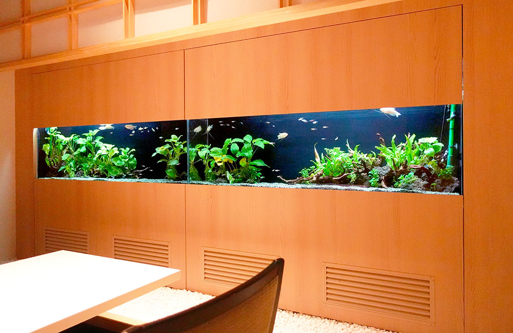 日本料理 魚月様の150cm埋め込み水槽の現在！その2のサムネイル画像